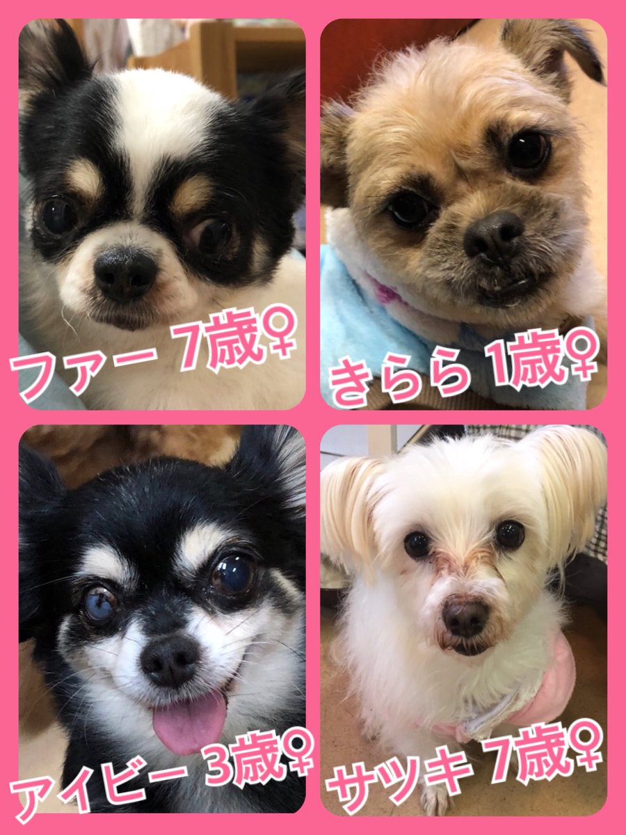 🐾今日の里親様募集中ワンコ🐶メンバーです🐾2019,2,5